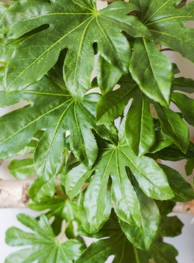墙面装饰绿植八角金盘叶垂吊植物