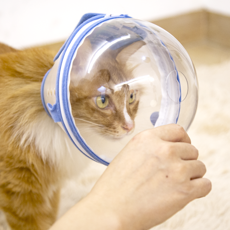 狗头套伊丽莎白圈全包加深防舔太空头罩遛狗防误食比熊泰迪可调节,淘宝优惠券,粉丝福利购,淘宝优惠卷