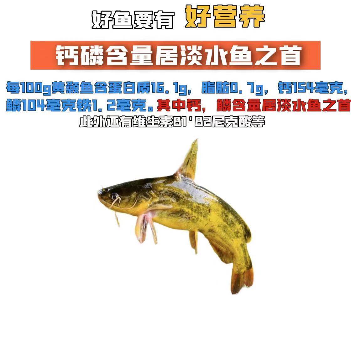 生态黄辣丁黄颡鱼新鲜现杀鲜活昂刺鱼嘎咕鱼黄骨鱼三角峰包邮_虎窝淘