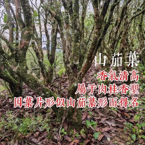 凤凰单枞茶古树名丛山茄叶香气清高潮州凤凰单丛茶稀有香型乌龙茶 - 图0