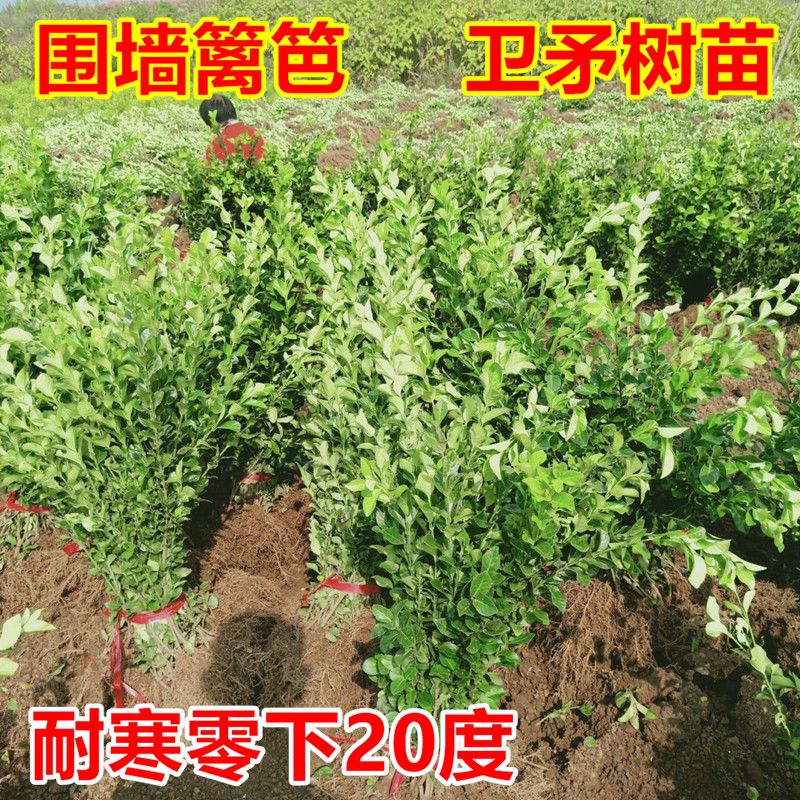 胶东卫矛苗扦插幼苗绿化小苗圃种植苗木北方绿篱工程用苗四季常青-图3