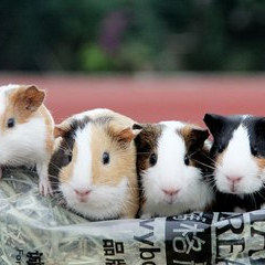 荷兰猪宠物彩色豚鼠老鼠兔活物幼体荷兰鼠崽活物养殖场直销荷兰兔,淘宝优惠券,粉丝福利购,淘宝优惠卷