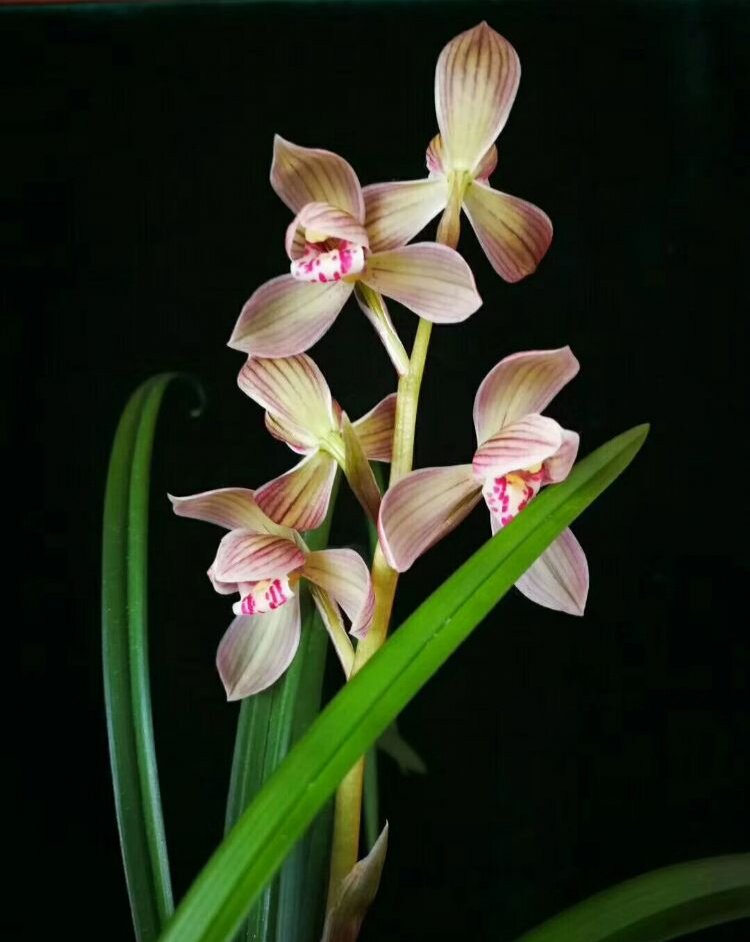 包邮云南自然名品兰花苗 莲瓣兰【寺小灵童】浓香绿植花卉盆景