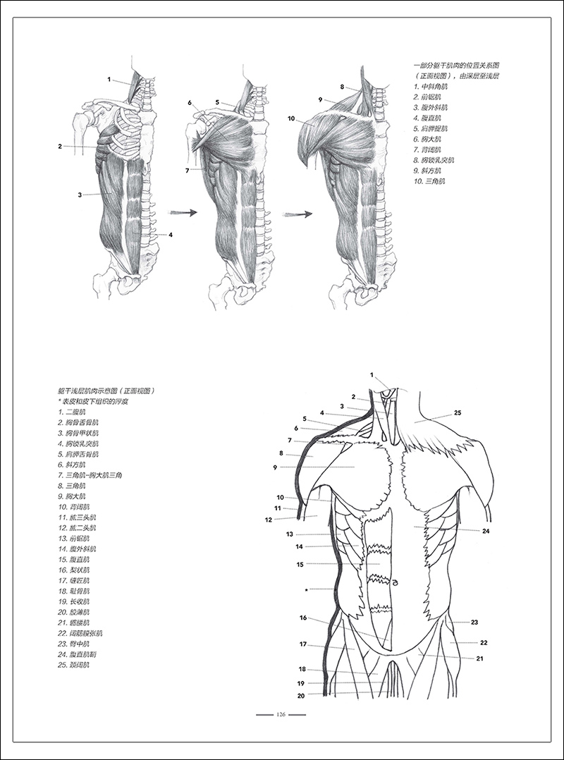 艺用人体解剖人体形态绘画指南 乔瓦尼席瓦尔第著 艺用动态解剖人体骨骼肌肉解剖实用人体素描速写 人体结构临摹人物技法基础教程 - 图3