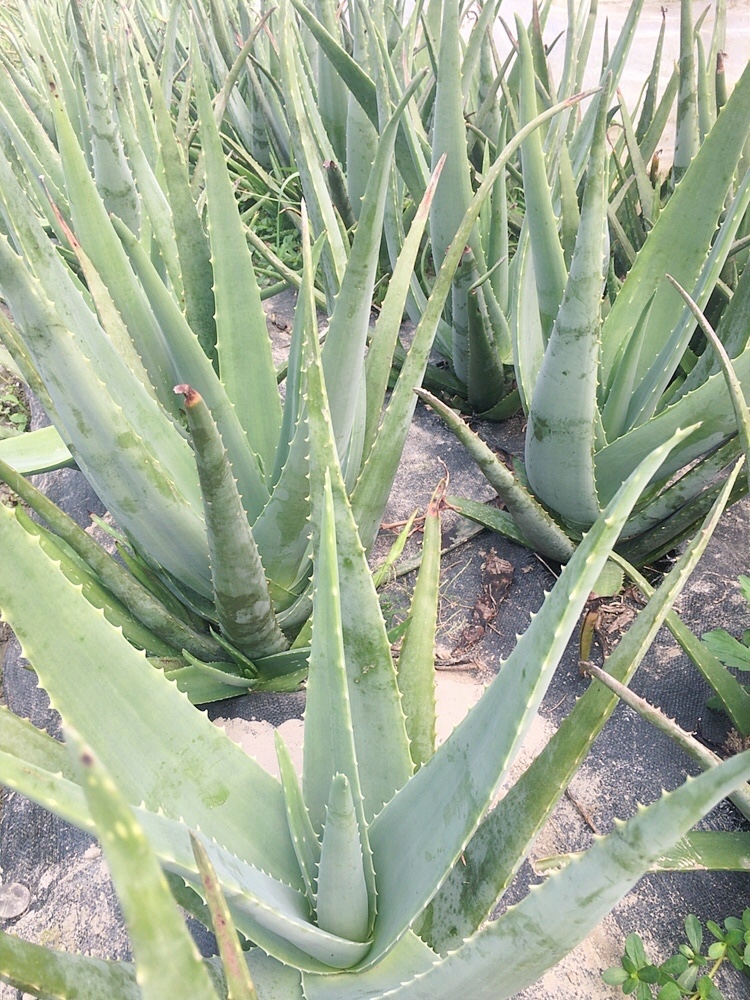 洗头护肤护发洗脸美国食用库拉索芦荟苗盆栽阳台绿色植物叶子叶片 - 图0