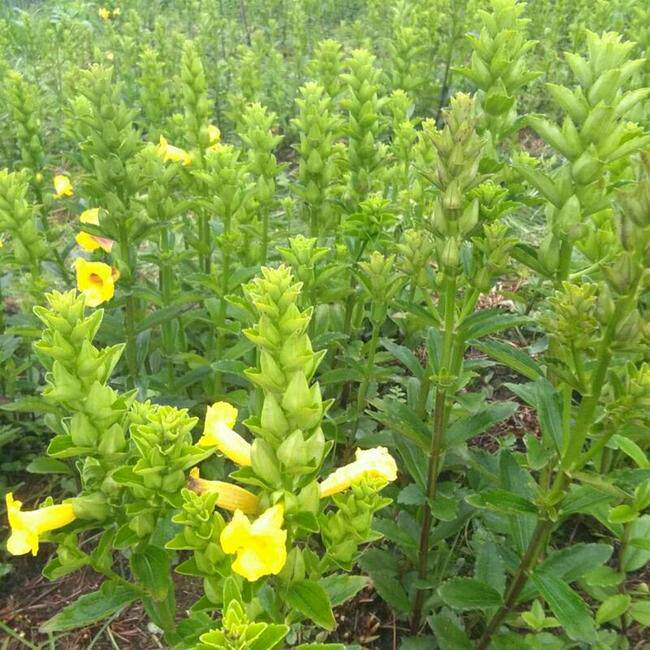 药材种子种苗  红根野蚕豆苗 大花胡麻草苗
