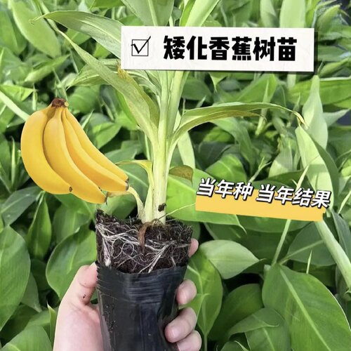 香蕉树苗粉蕉小米蕉苹果蕉矮化红蕉树苗皇帝蕉苗芭蕉大苗当年结果 - 图0