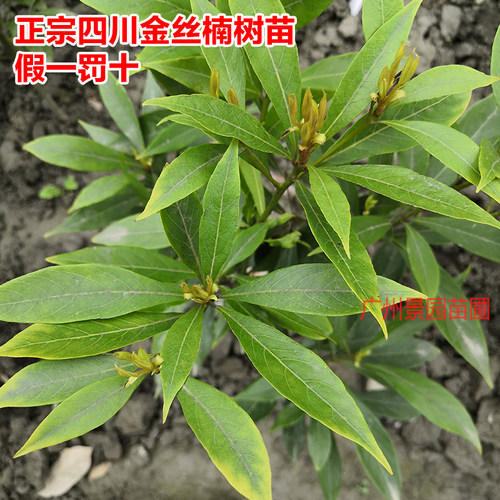 金丝楠木树苗四川正宗小叶桢楠闽楠润楠名贵苗木庭院绿化大树常绿 - 图2