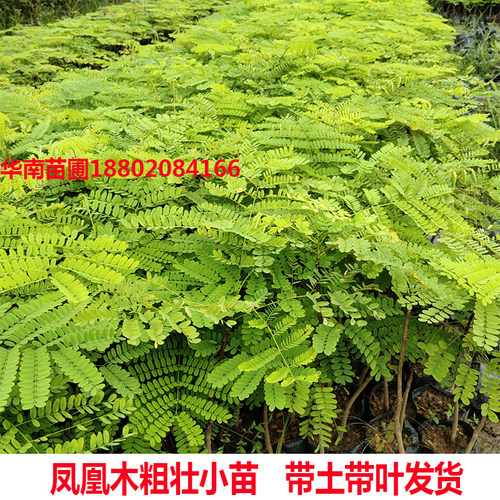 凤凰木树苗红花楹小苗金凤花大树名贵风景树庭院绿化盆栽四季常绿 - 图2