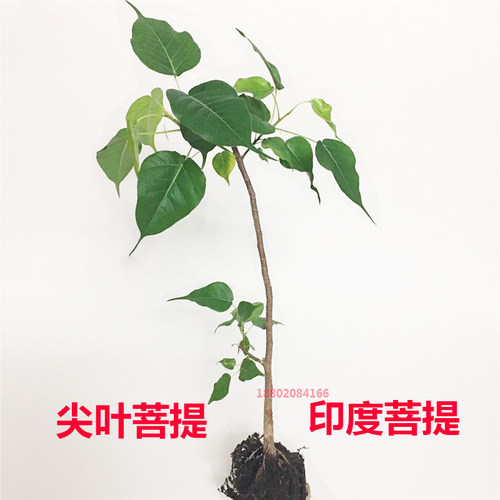 正宗菩提树苗菩提子榕树印度金刚星月大树名贵苗木庭院盆栽盆景 - 图0