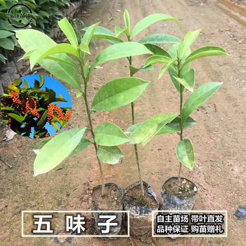 五月茶树苗酸味树五味叶五味子树苗果苗名贵药用植物庭院绿化苗木 - 图1