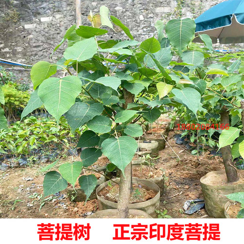 正宗菩提树苗菩提子榕树印度金刚星月大树名贵苗木庭院盆栽盆景 - 图1