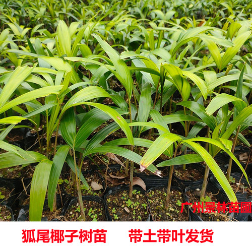 狐尾椰子树苗盆栽绿植棕榈苗耐旱耐寒植物室外盆景常青庭院绿化树 - 图3