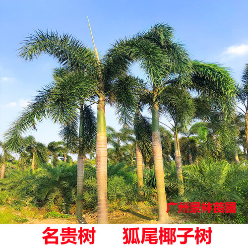 狐尾椰子树苗盆栽绿植棕榈苗耐旱耐寒植物室外盆景常青庭院绿化树 - 图0