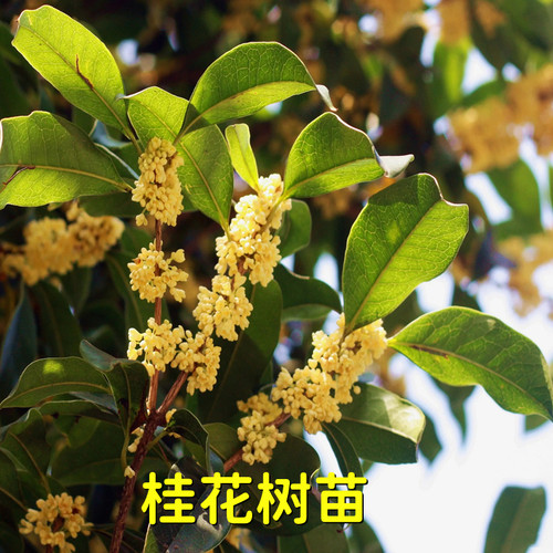 桂花大树四季桂树苗八月金桂丹桂别墅庭院绿化苗木四季常青地栽 - 图0