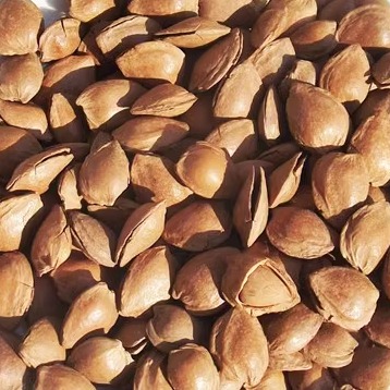 新货特产杏核开口杏仁坚果零食手剥小杏仁硬壳杏仁蔚县小银杏3斤 - 图2