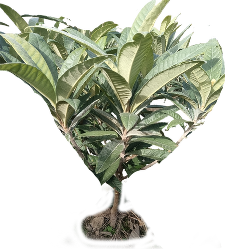 正宗东山白玉枇杷苗矮化枇杷苗嫁接苗水果盆栽绿植 - 图3