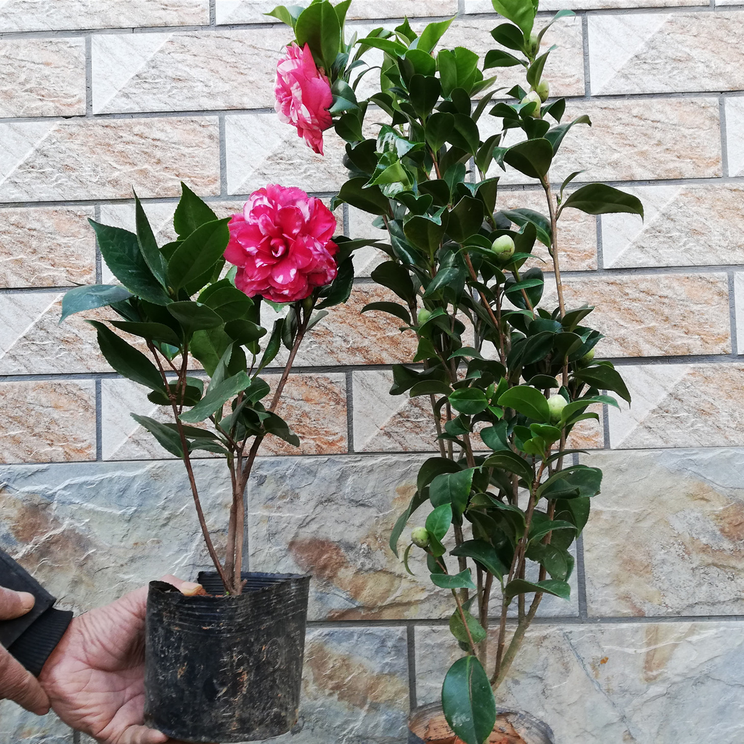 茶花盆栽带花苞四季树苗山茶花苗庭院室内好养植物多色浓香型花卉-图1