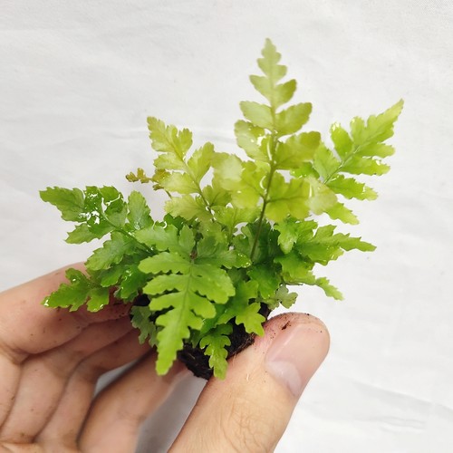 生态缸雨林缸观叶植物微景观造景专用小型绿植蕨类特色植物盆栽 - 图2