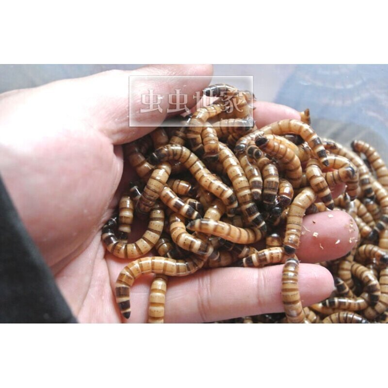 大麦虫活体超级面包虫活虫宠物蜥蜴乌龟鸟鱼活体饲料活虫500g包邮,淘宝优惠券,粉丝福利购,淘宝优惠卷