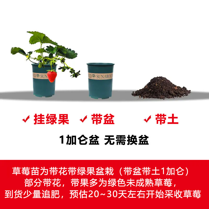 爸爸是木匠草莓苗带果盆栽原土原盆草莓秧苗挂果带花结果冬季阳台,淘宝优惠券,粉丝福利购,淘宝优惠卷
