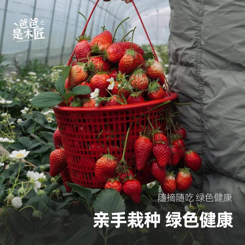 爸爸是木匠草莓苗带果盆栽原土原盆草莓秧苗挂果带花结果冬季阳台,淘宝优惠券,粉丝福利购,淘宝优惠卷