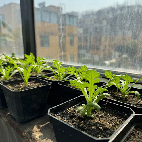 爸爸是木匠蚯蚓土牛粪喂养蚯蚓粪营养土蚯多丰生物有机肥种菜肥料 - 图3