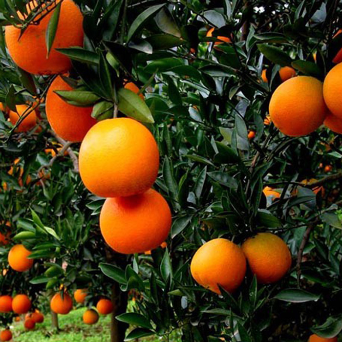 重庆纽荷尔脐橙新鲜水果柳橙现摘现发甜橙子榨汁手剥橙5斤包邮 - 图2