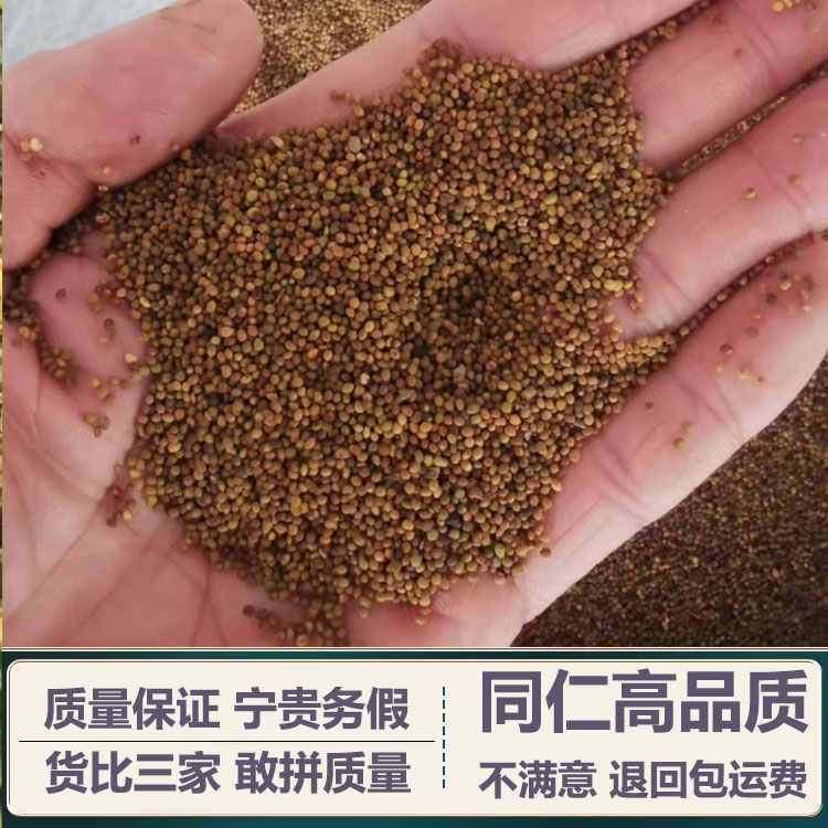 菟丝子中药材正宗内蒙野生兔丝子吐丝籽吐丝子菟丝籽菟丝子茶正品 - 图0