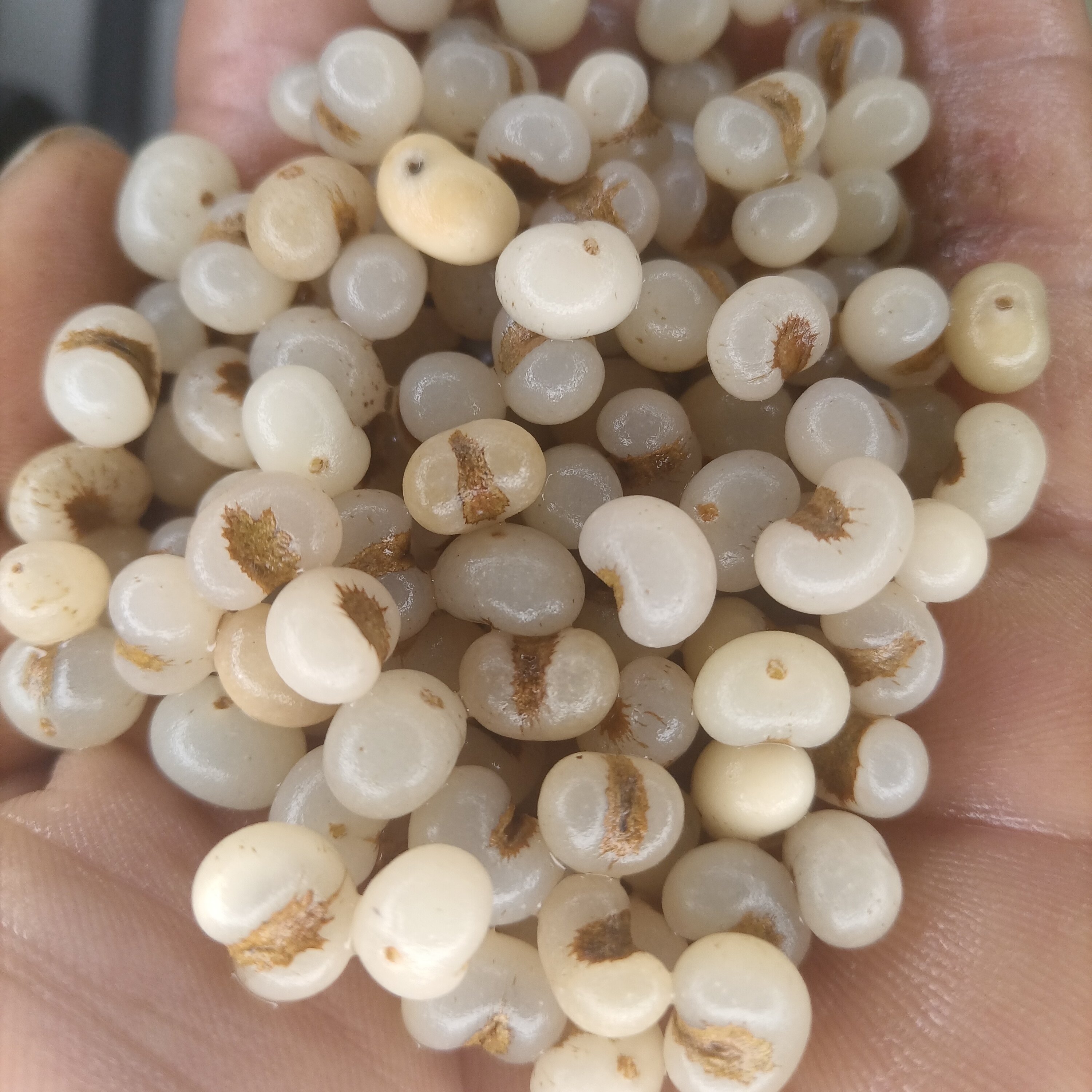 棕榈籽去皮网红手串DIY手工手串项链抛光打孔网红,淘宝优惠券,粉丝福利购,淘宝优惠卷