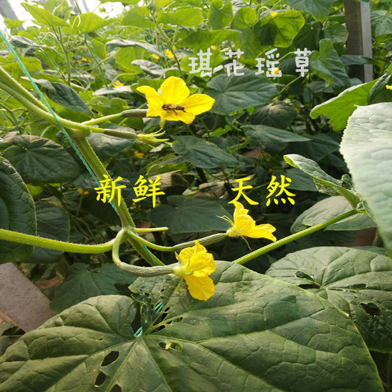 新鲜黄瓜花水果黄瓜迷你小黄瓜顶花嫩黄瓜小青瓜花3斤顺丰包邮. - 图3