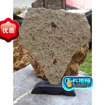 Ancient Bio Fossil Trifoliate Swallow Stone Handicraft Gift Fossil Gift