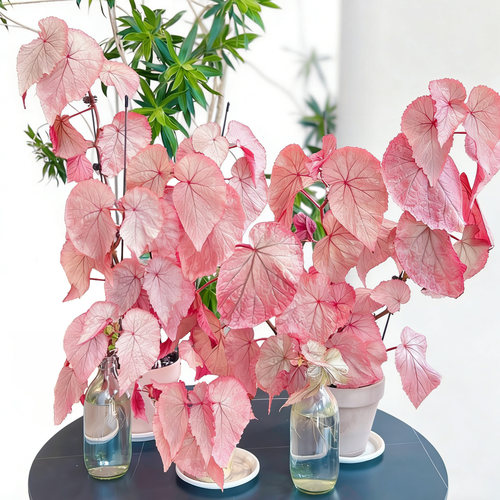 粉色系闪光银秋海棠珠光粉红豹辛巴达莫里斯红纹室内耐阴植物盆栽 - 图0