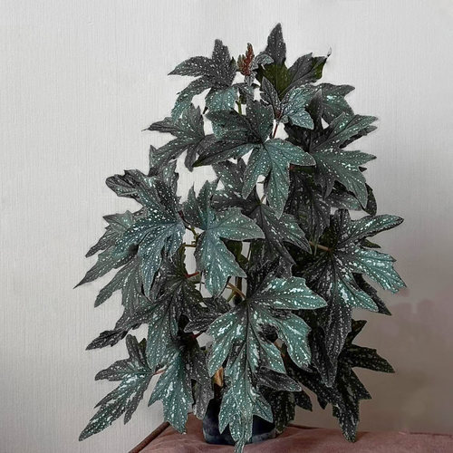 原种乌头杂秋海棠开花风铃兰娜苏菲室内客厅喜阴耐旱热带植物盆栽 - 图2