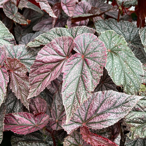 粉色系闪光银秋海棠珠光粉红豹辛巴达莫里斯红纹室内耐阴植物盆栽 - 图2