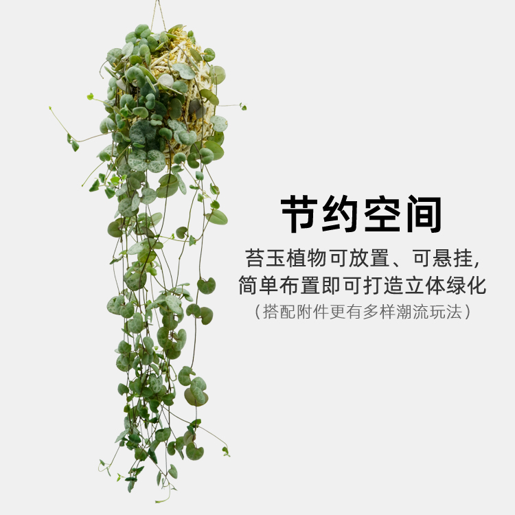空气凤梨蕨类绿植竹芋爱之蔓小植物耐阴室内网 空气凤梨蕨类绿植竹芋爱之蔓小植物耐阴室内网