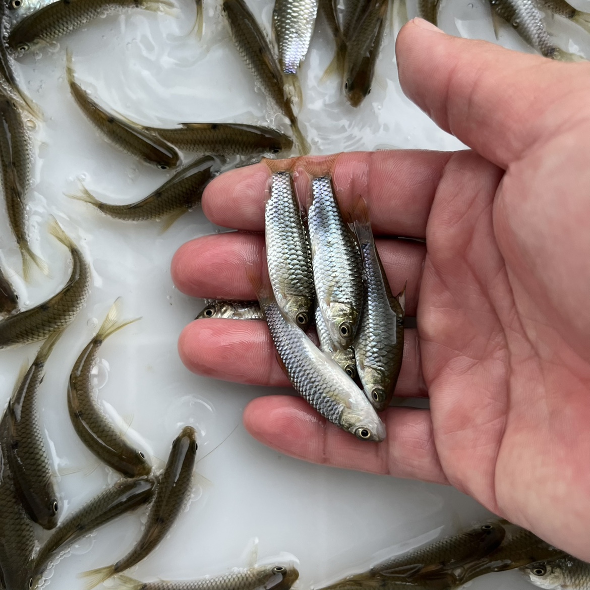 竹鲃鲤凤仙子青竹鲤锯齿倒刺鲃鱼苗新款淡水红脸冷水原生活体养殖