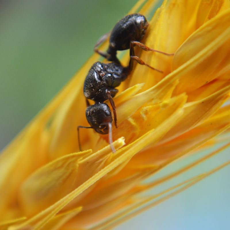 施王蚁馆 工匠收获蚁 活体宠物蚂蚁2024年新后 吃种子的蚂蚁 包邮