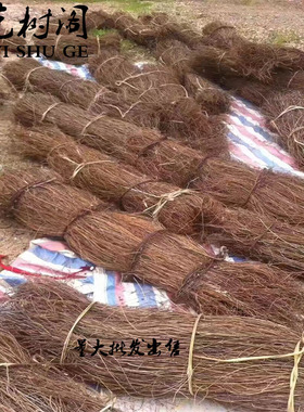 藤盘缠绕轻盈可任意编织干树枝
