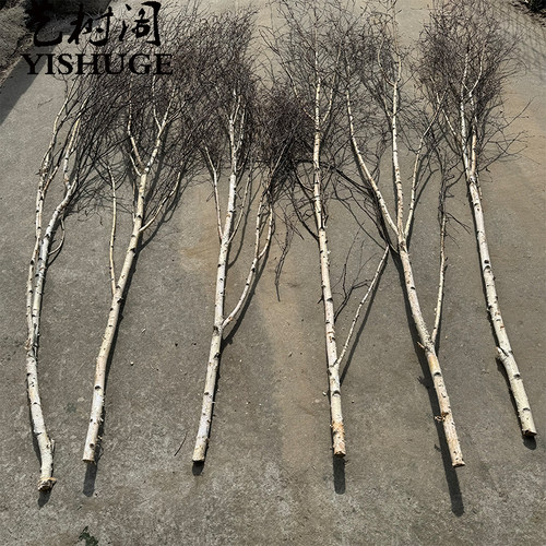 白桦树装饰白桦树干白桦木树段圆木棍白树枝树杈树桩橱窗美陈软装 - 图1