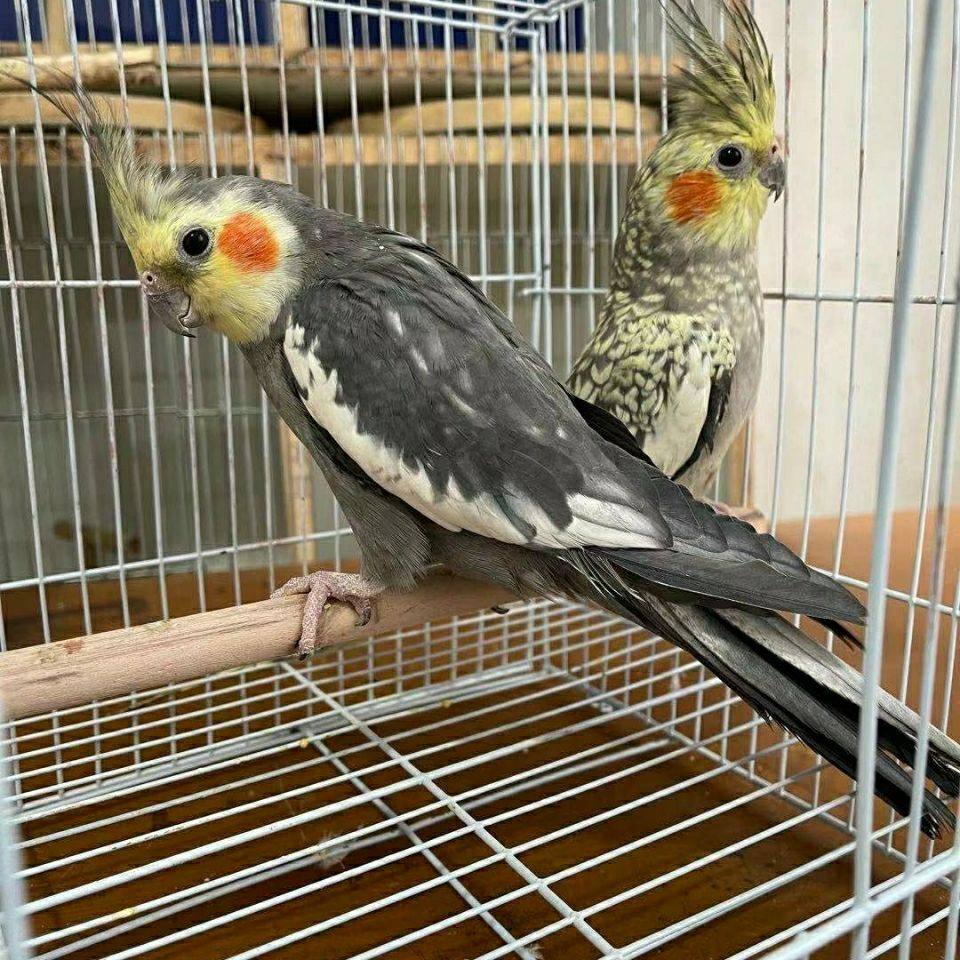 玄凤鹦鹉活鸟会学说话宠物黄化可繁殖活物活体纯手养断奶玄凤鹦鹉,淘宝优惠券,粉丝福利购,淘宝优惠卷