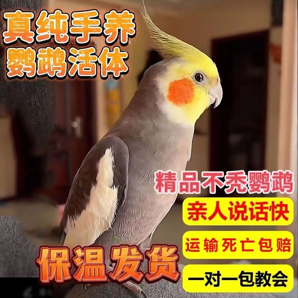 玄凤纯手养鹦鹉活体幼鸟会说话宠物鸟原始灰公母繁殖黄化玄凤白子,淘宝优惠券,粉丝福利购,淘宝优惠卷