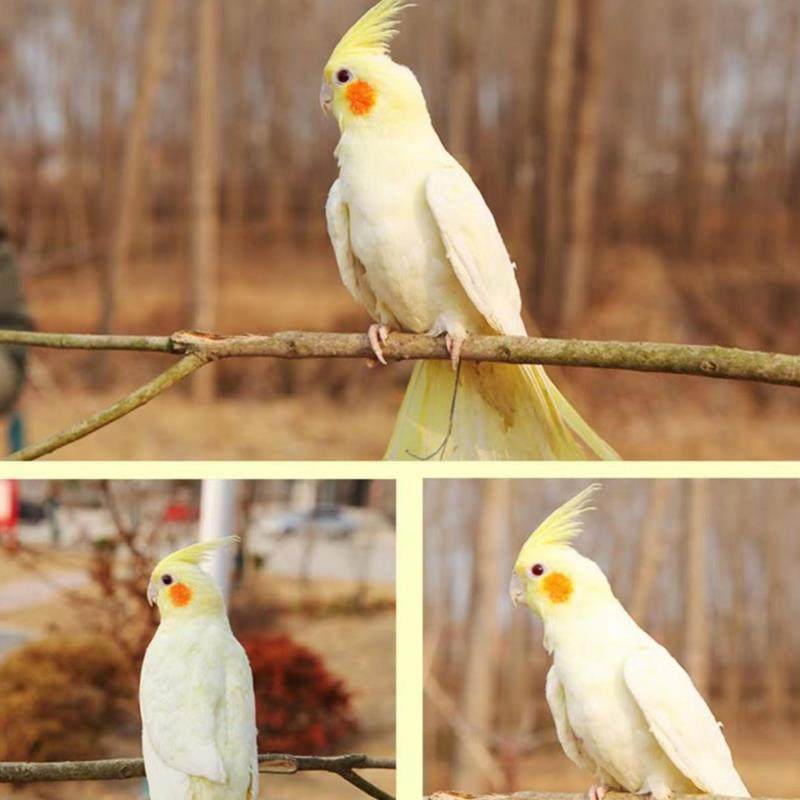玄凤鹦鹉活鸟会学说话宠物黄化可繁殖活物活体纯手养断奶玄凤鹦鹉,淘宝优惠券,粉丝福利购,淘宝优惠卷