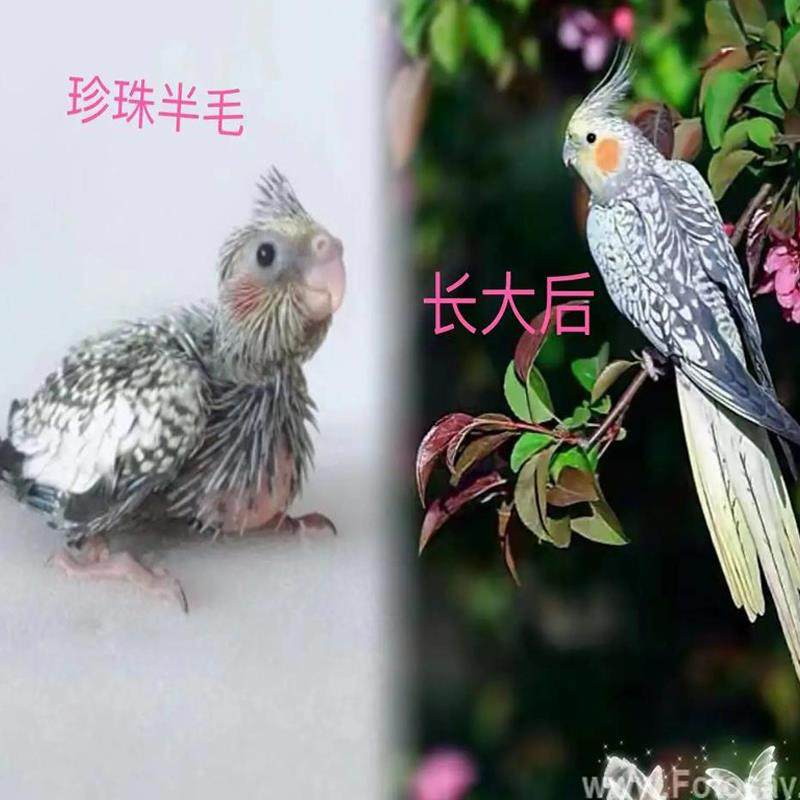 玄凤鹦鹉鸟活体观赏会学说话纯手养宠物可繁殖鸟亲人黄化玄凤鹦鹉,淘宝优惠券,粉丝福利购,淘宝优惠卷