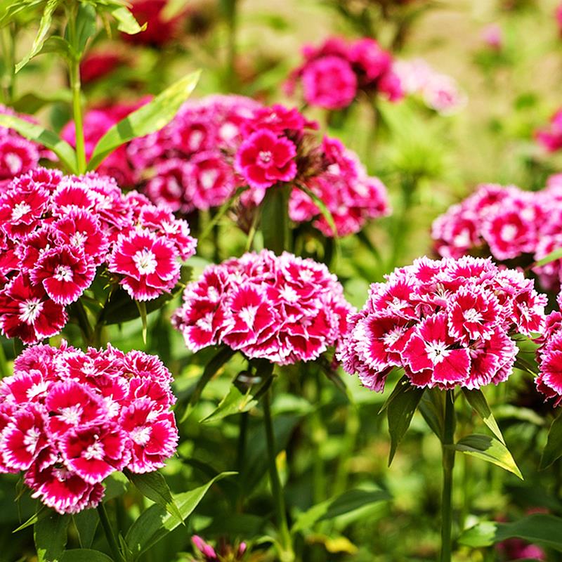 花种子美国石竹种籽多年生耐旱耐寒花卉常夏石竹阳台盆栽五彩石竹-图0