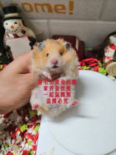 卷毛金丝熊稀有卷毛长毛熊活体已打疫苗仓鼠宠物活体卷毛金丝鼠 - 图1