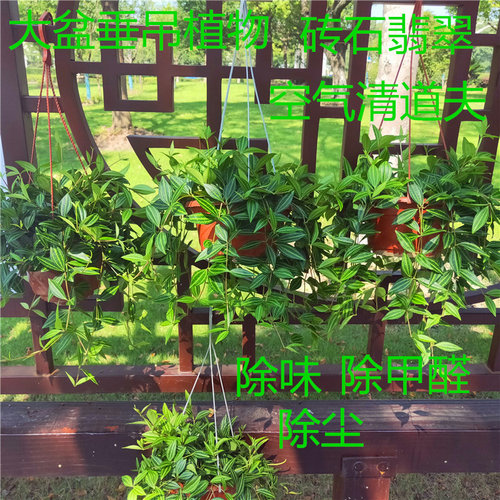 青白玉花叶鸭舌吊兰锦盆栽室内观叶垂吊植物好养活防辐射四季长绿 - 图2