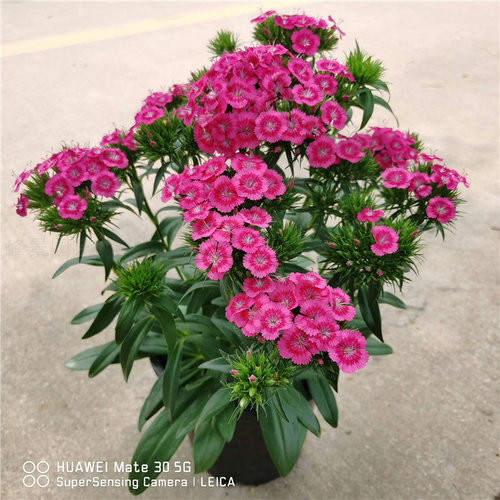 新品包邮绣球石竹花盆栽办公室小绿植美观趣味净化空气室外超耐寒 - 图0