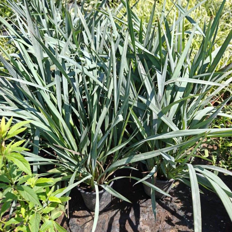 山管兰乌托邦兰花三七花叶玉兰花西哥羽毛草天使秀发园林观赏绿植,淘宝优惠券,粉丝福利购,淘宝优惠卷