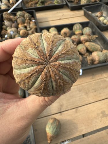 欧系布纹球满绣精品大尺寸巨无霸9.6cm老家布纹球潮流块根植物 - 图0